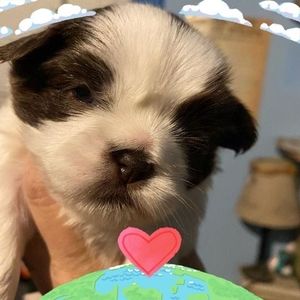 Meet your Posher, Sandy